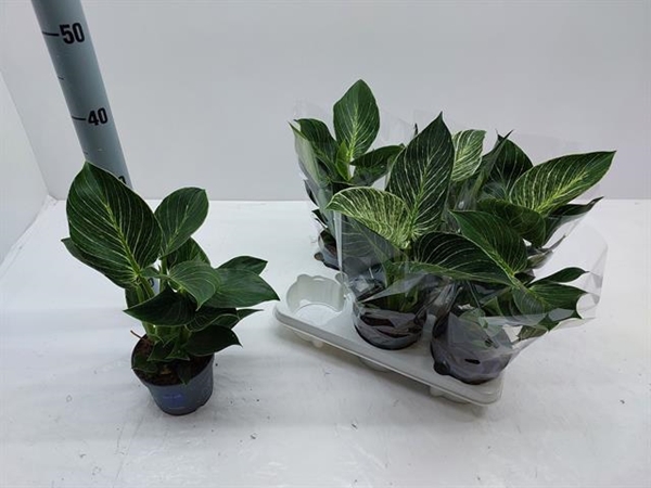 Philodendron White Stripe 12Ø 30cm