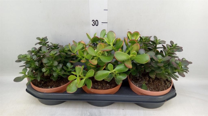 <h4>Crassula   ...</h4>