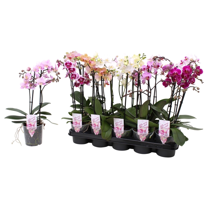 <h4>Phal. Multiflora 2-tak mix "Colourfull" 22+ 5 kleuren</h4>