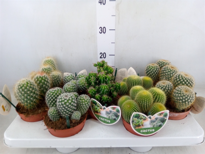 <h4>Cactus   ...mix</h4>