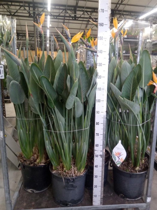 <h4>Strelitzia reg.</h4>