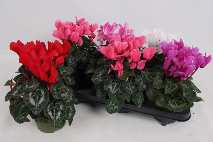 <h4>CYCL MD SUP MACRO</h4>