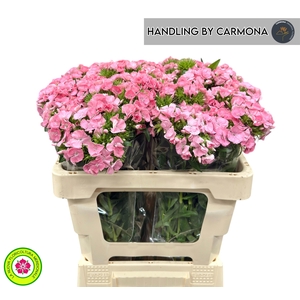 DI BARB PRINCESS BRE