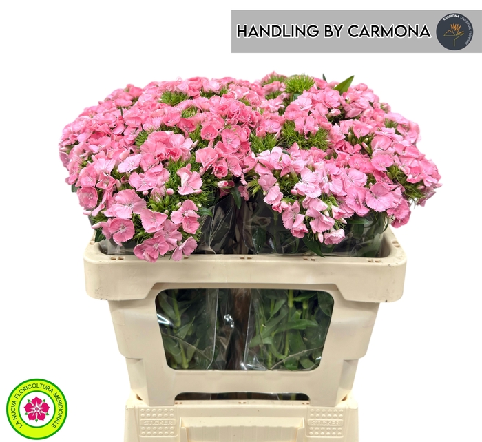 <h4>DI BARB PRINCESS BRE</h4>