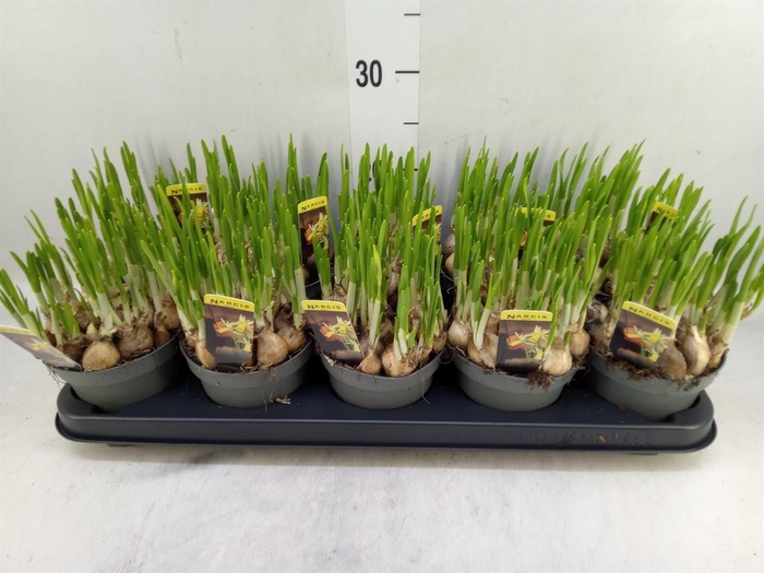 <h4>Narcissus ...</h4>