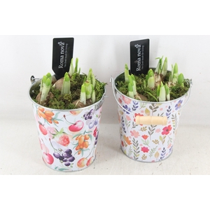 arr4 Narcis RN - Zink juicy jive