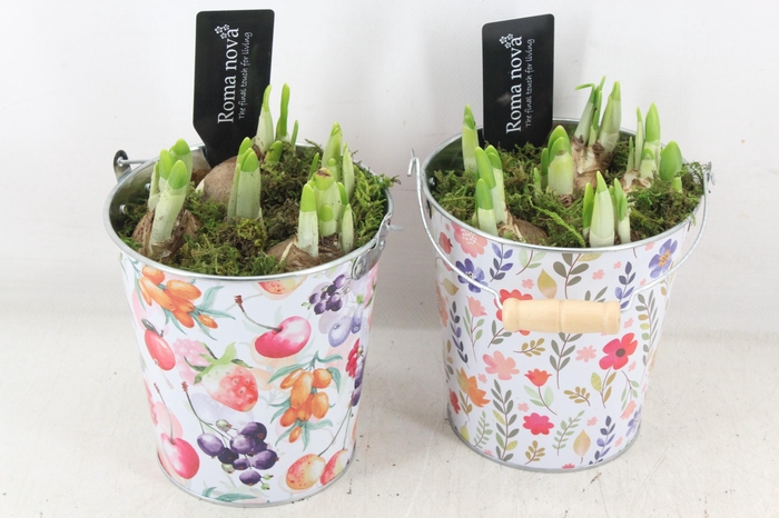 <h4>arr4 Narcis RN - Zink juicy jive</h4>