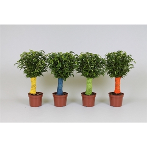 Ficus benjamina jute stam