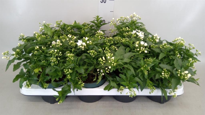 <h4>Solanum jasminoides</h4>