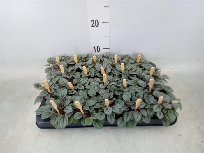 <h4>Peperomia</h4>