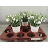 GALANTHUS NIVALIS