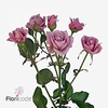 Rosa spray amazing lady