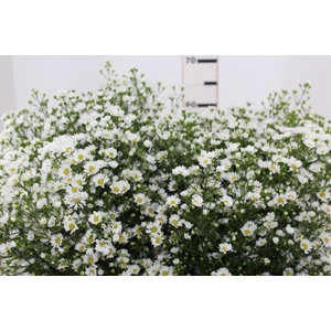 ASTER BRANCO 070 CM