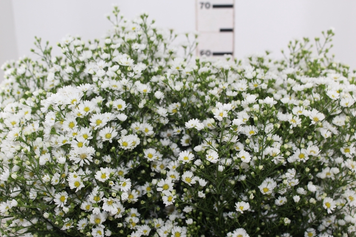 <h4>ASTER BRANCO 070 CM</h4>