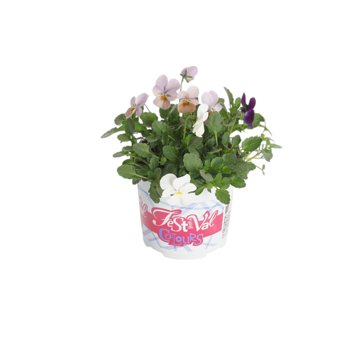 <h4>P12 Festival Colours Viola Cornuta</h4>