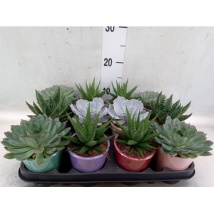 Succulents   ...