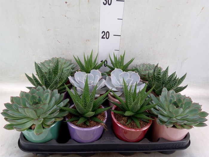 <h4>Succulents   ...</h4>