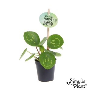 Pilea Smylie Plant® Ⓓ - Happy