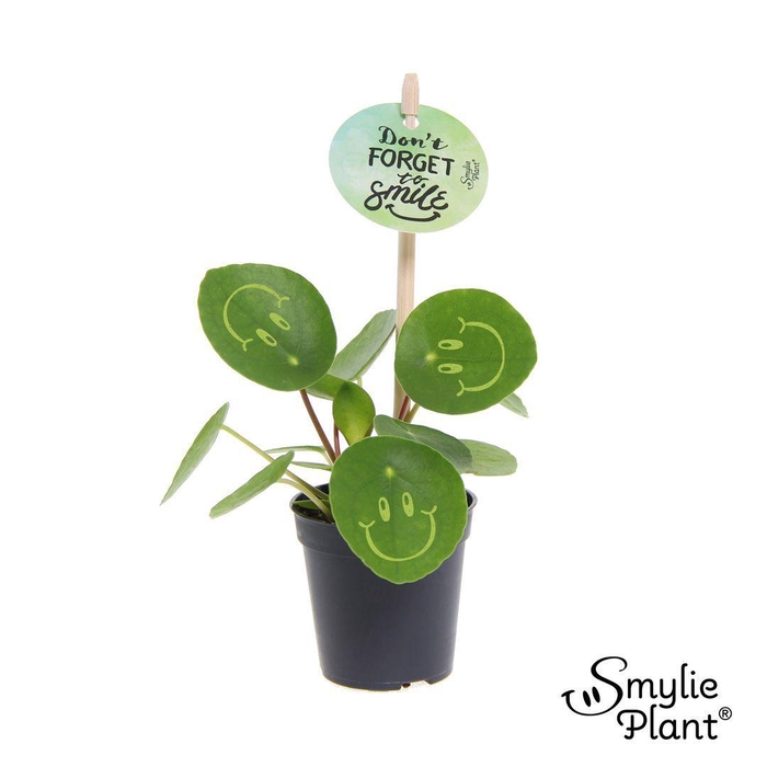 <h4>Pilea Smylie Plant® Ⓓ - Happy</h4>