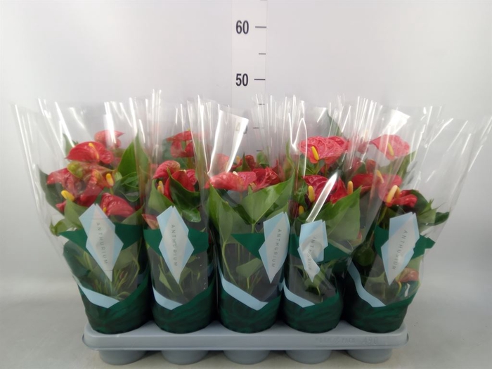 <h4>Anthurium andr. 'Aristo'</h4>
