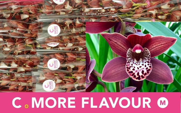 <h4>CYMB MI GOING WEST</h4>