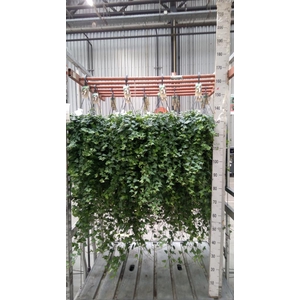 Hedera helix 'Anna'