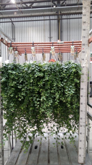 <h4>Hedera helix 'Anna'</h4>