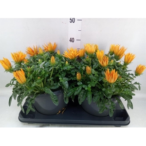 Gazania splen. 'Giant Deep Orange'