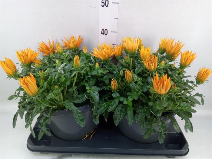 <h4>Gazania splen. 'Giant Deep Orange'</h4>