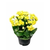 KALANCHOE DOBRADO P15 AMARELO