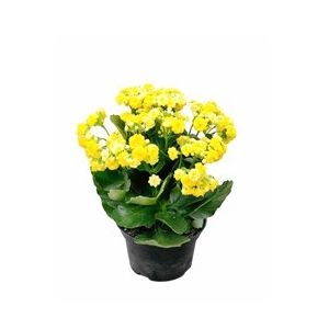 KALANCHOE DOBRADO P15 AMARELO
