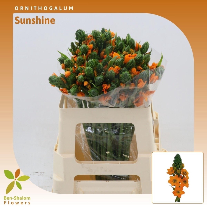 <h4>Ornithogalum Sunshine</h4>
