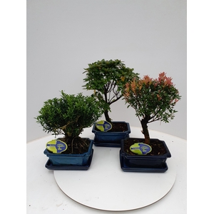 Bonsai mix outdoor, 20cm., broom, with drip tray - syzygium, rhododendron, buxus harlandii, ilex