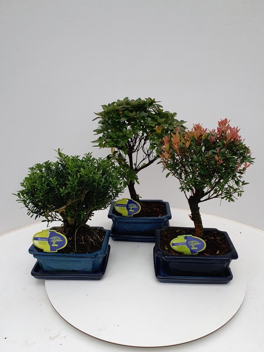 <h4>Bonsai mix outdoor, 20cm., broom, with drip tray - syzygium, rhododendron, buxus harlandii, ilex</h4>