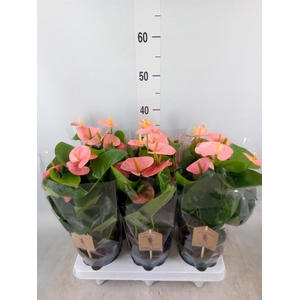 Anthurium andr. 'Spirit'