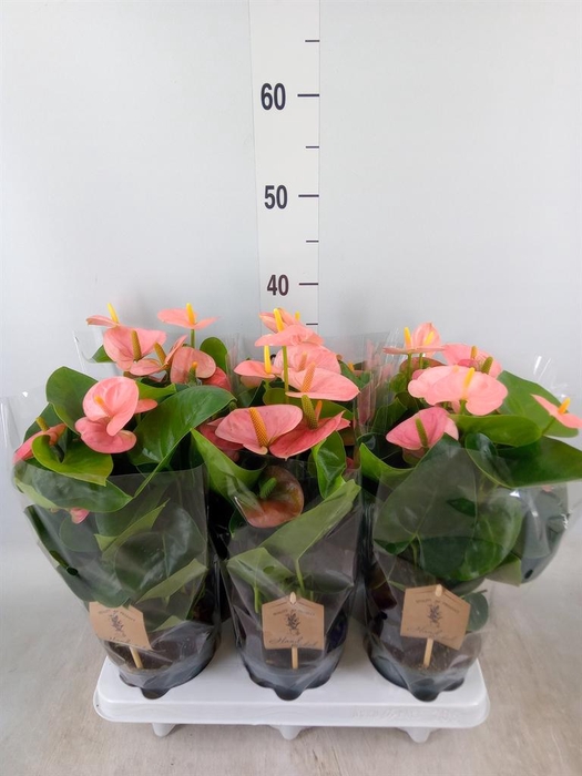 <h4>Anthurium andr. 'Spirit'</h4>