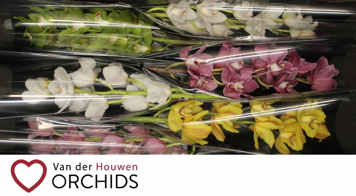 <h4>70 cm gemengd.</h4>