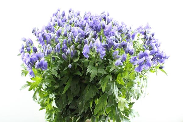 <h4>Aconitum Car Arendsii L 90</h4>