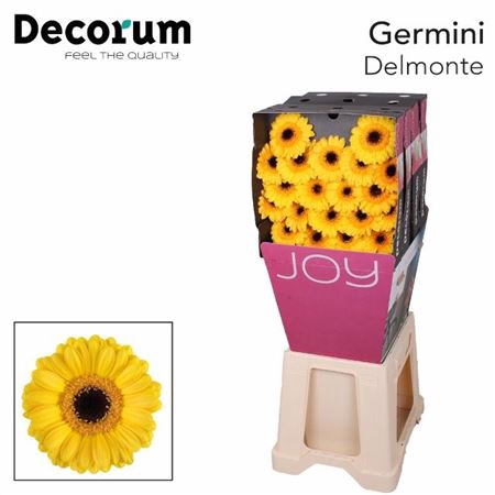 <h4>Ge Mi Delmonte Diamond</h4>