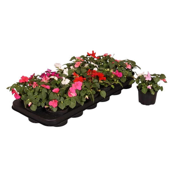 <h4>Impatiens Walleriana gemengd p9</h4>