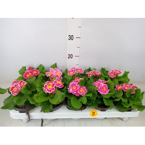 Primula ac.   ...