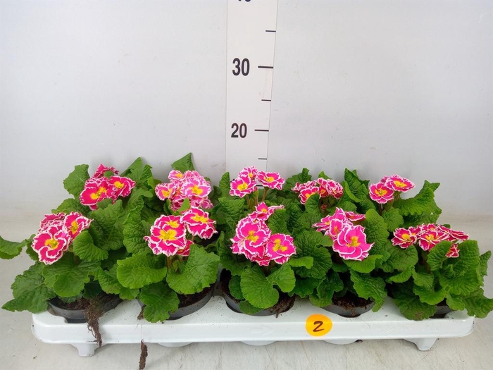 <h4>Primula ac.   ...</h4>