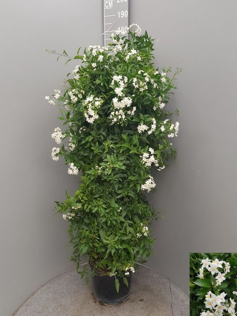 <h4>SOLANUM JASMINOIDES</h4>