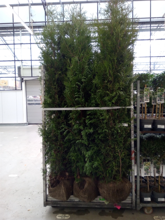 <h4>Thuja occid. 'Brabant'</h4>