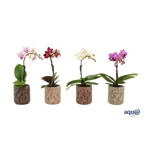 Brett Tiny Dolls Mix 1T7+ Aqu@