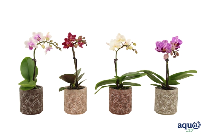 <h4>Brett Tiny Dolls Mix 1T7+ Aqu@</h4>