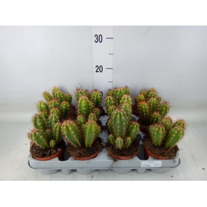 Neoraimondia herzogiana