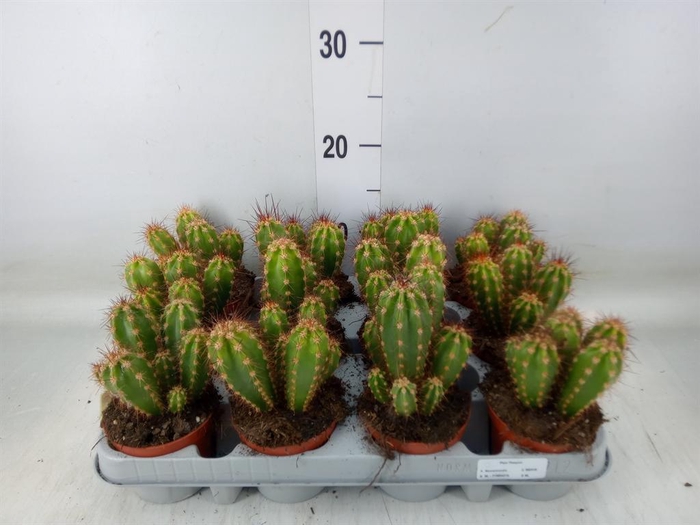 <h4>Neoraimondia herzogiana</h4>