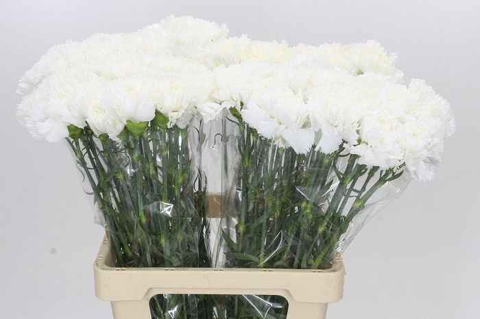 <h4>Dianthus St Holly</h4>