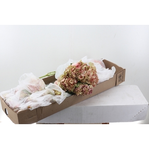 Hydr Lovely Pink Select Box